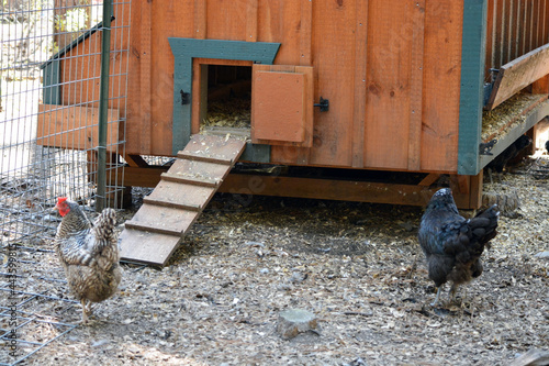 Backyard chicken coop