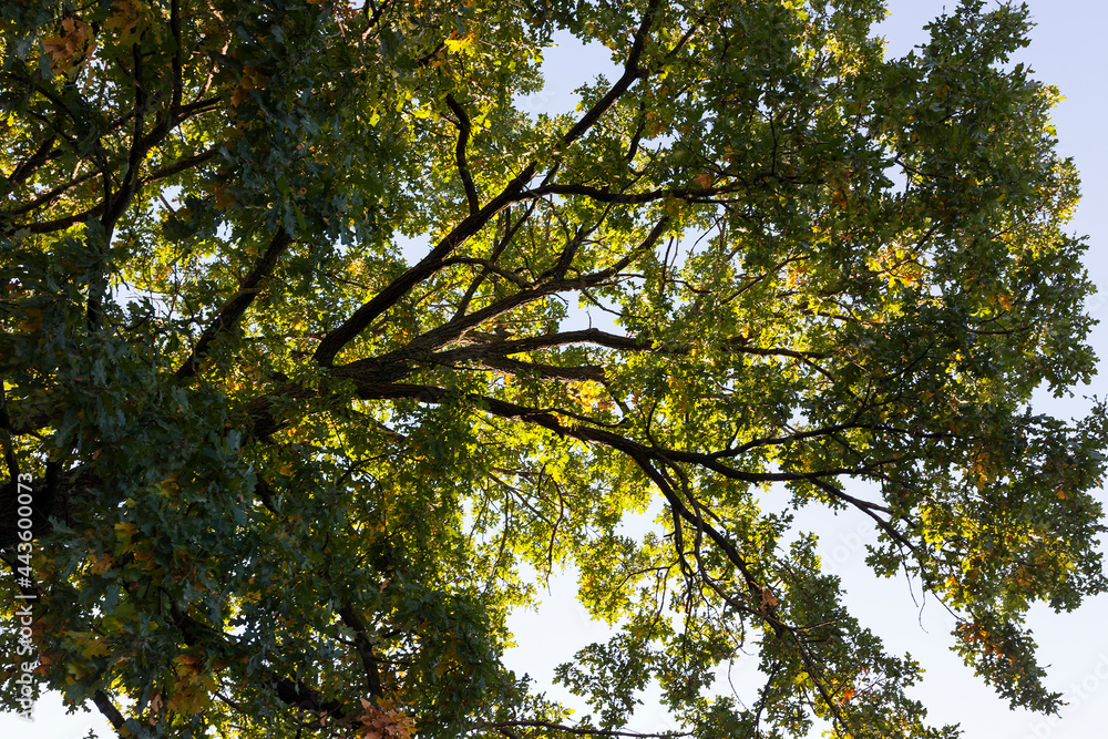 Fototapeta premium multicolored bright autumn foliage