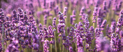 Banner with soft focused Lavender flowers at sunset Blooming Violet fragrant lavender flower summer landscape Growing Lavender  harvest  perfume ingredient  aromatherapy Lavender field lit by sunlight