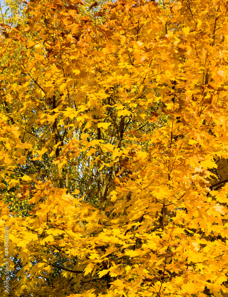 large number of yellow foliage large number of yellow foliage