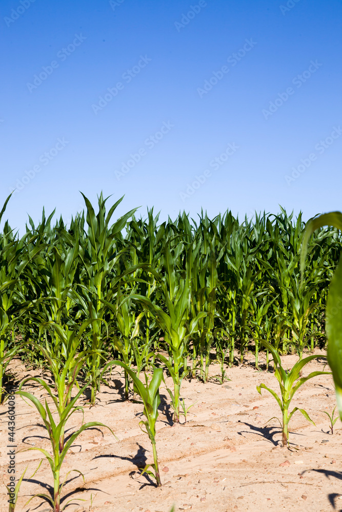 rows of green corn in Sunny weather rows of green corn in Sunny weather