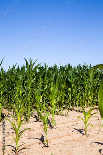rows of green corn in Sunny weather