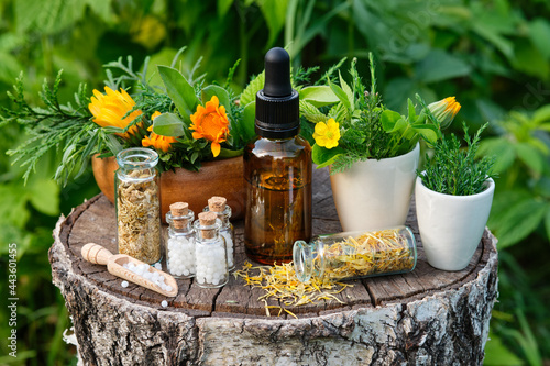 Bottles of homeopathy granules. Dropper bottle of tincture or oil. Homeopathic and naturopathic remedies. Calendula  flowers and juniper twigs in mortars. 