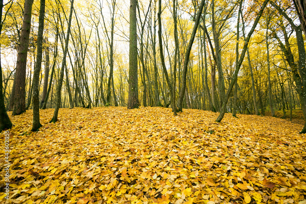 Obraz premium dull weather in the autumn season