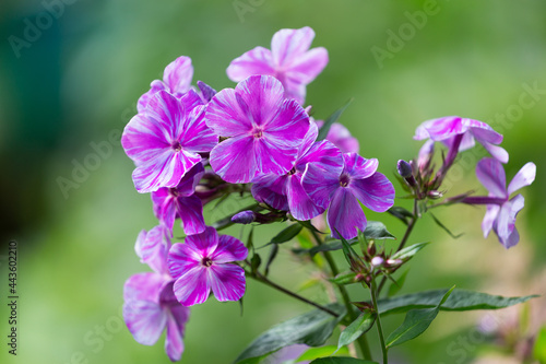 Blooming flowers of phlox on green background