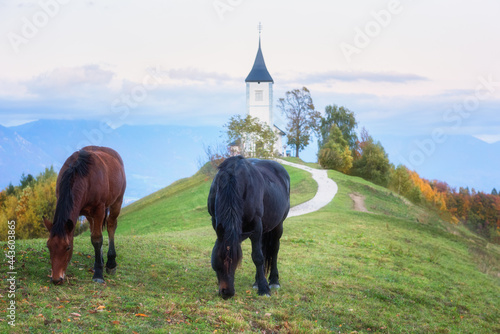 Grazing horses on the Jamnik church St Primus and Felician background at sunset, Alps mountains, Slovenia. Amazing landscape, travel, famous tourist attraction