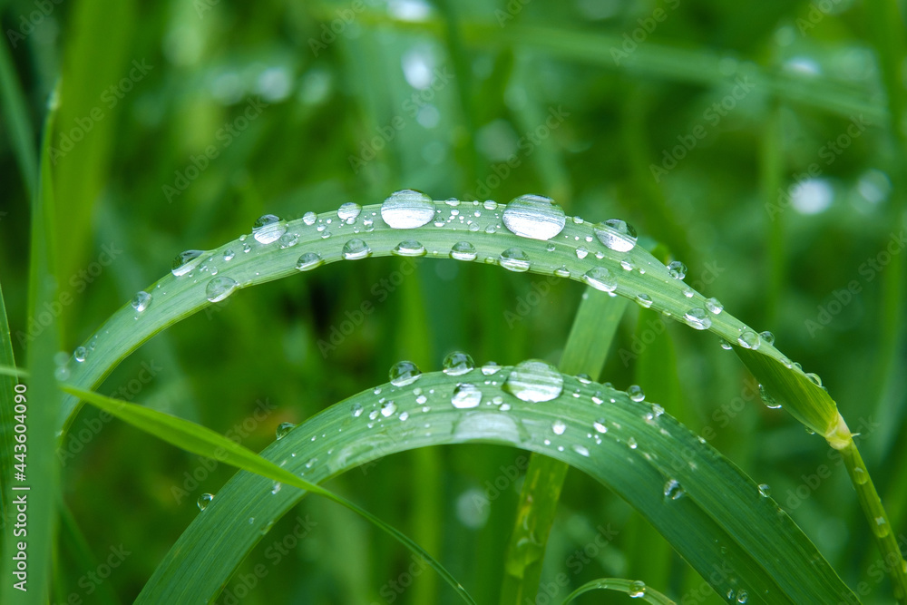 Dew drops on the grass after rain Dew drops on the grass after rain