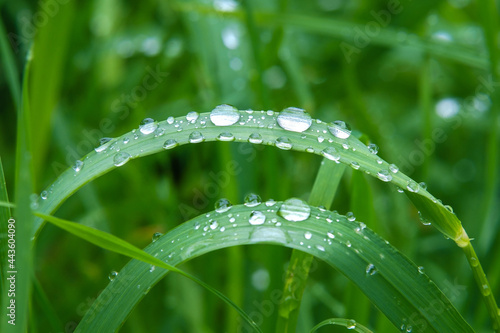 Dew drops on the grass after rain