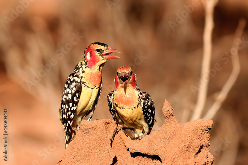 Barbican à tête rouge trachyphonus erythrocephalus oiseau rouge et jaune afrique samburu kenya photo