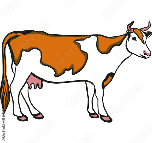 red cow on white background 