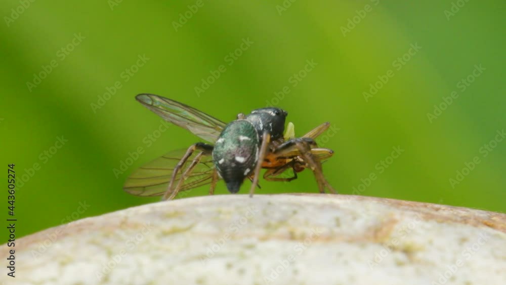 Predator and Prey - Female of Copper Sun Jumper or Copper Sun-jumper, Jumping Spider, Heliophanus cupreus
