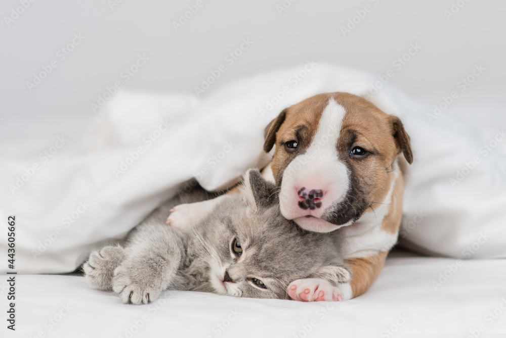 Gentle Miniature Bull Terrier puppy embraces sleepy kitten under warm white blanket on a bed at home. Pets sleep together