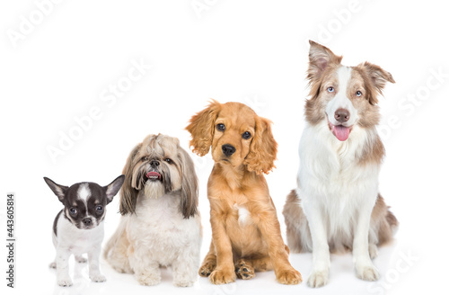 Group of puppies of different breeds sitting in front view together. Isolated on white background