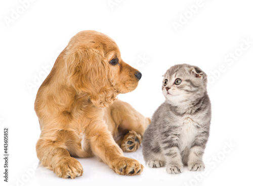 English cocker spaniel puppy dog and kitten look at each other. isolated on white background