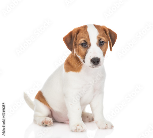 Sad Jack russell terrier puppy sits and looks at camera. Isolated on white background
