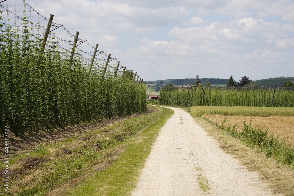 Humulus lupulus, the common hop or hops, is a species of flowering plant in the hemp family Cannabaceae, native to Europe, western Asia and North America. Bavaria, Germany.