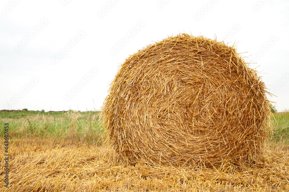 Hay bail harvesting in golden field landscape Hay bail harvesting in golden field landscape