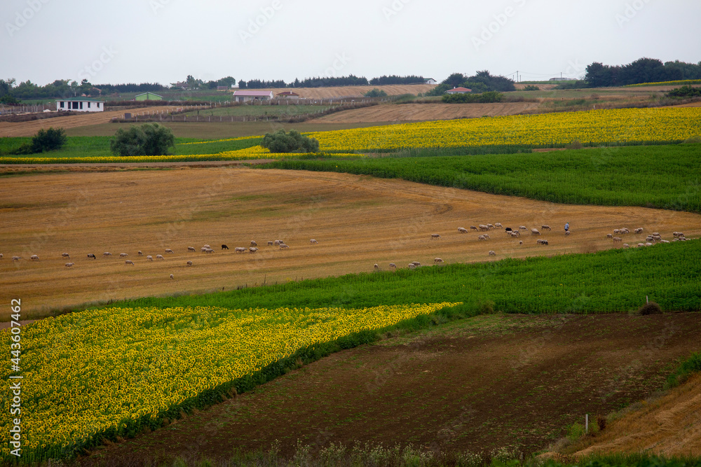 small head livestock (sheep) and sunflower planted fields