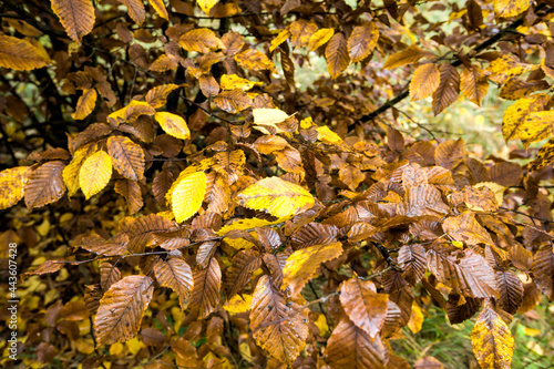 old fallen leaves