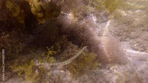 pipefish swimming over seabed covered with algae. Schultz's pipefish (Corythoichthys schultzi) photo