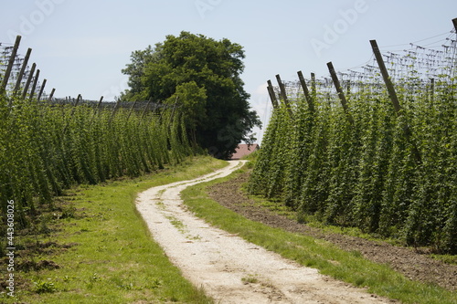 Humulus lupulus, the common hop or hops, is a species of flowering plant in the hemp family Cannabaceae, native to Europe, western Asia and North America. Bavaria, Germany. photo