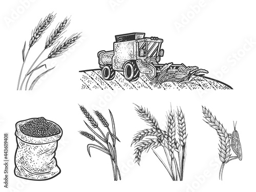 Wheat harvest set line art sketch engraving vector illustration. T-shirt apparel print design. Scratch board imitation. Black and white hand drawn image.