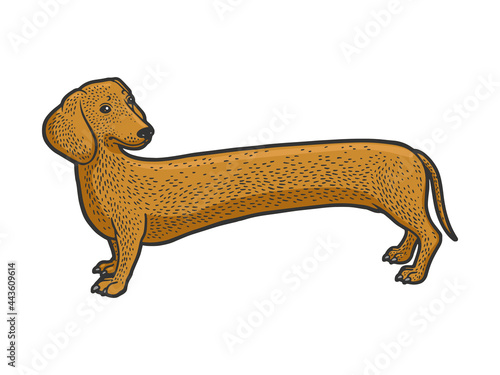 very long dachshund dog color line art sketch engraving vector illustration. T-shirt apparel print design. Scratch board imitation. Black and white hand drawn image.