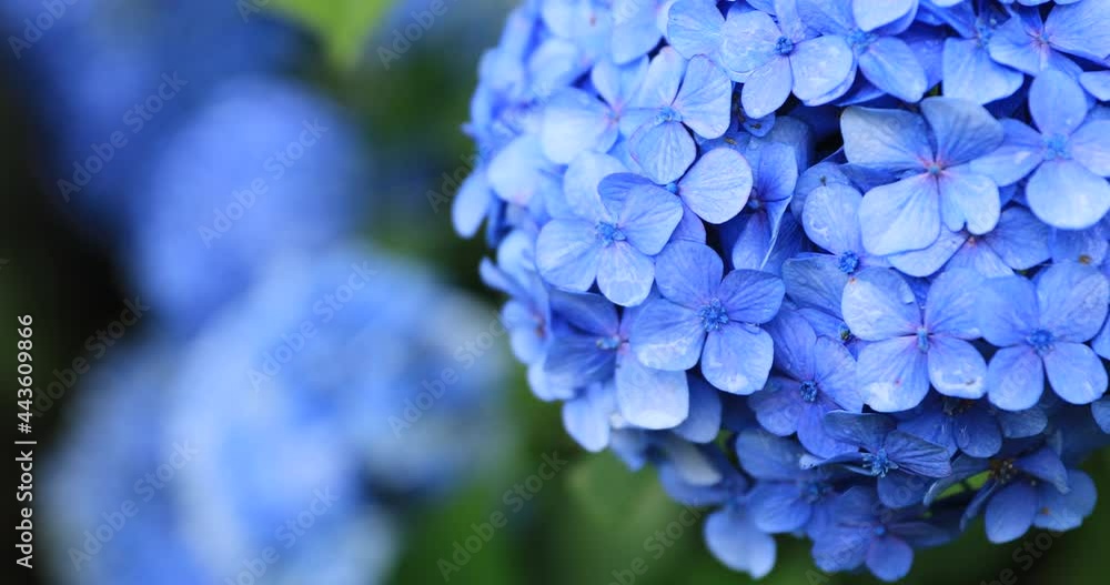 Hydrangea flower at the garden in Japan rainy day closeup Hydrangea flower at the garden in Japan rainy day closeup