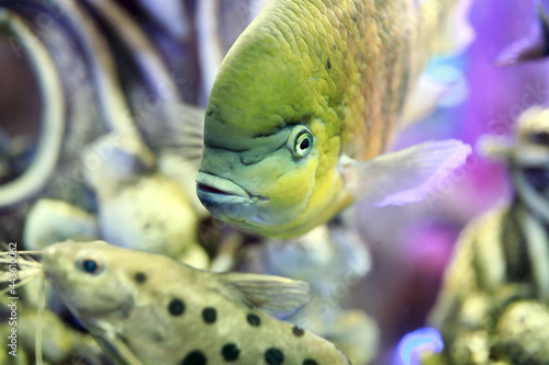 Cichlasoma bocourti fish photo