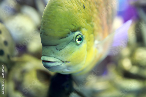 Details of cichlasoma bocourti fish photo