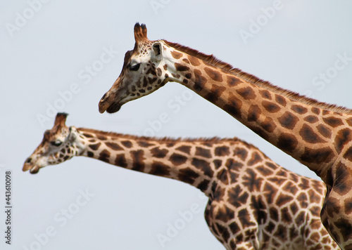 portrait of a giraffe © Antonia