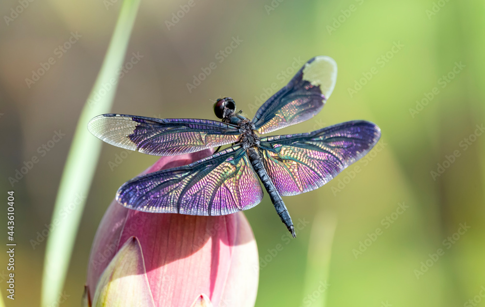 Colorful winged dragonfly perched on a lotus bud, Rhyothemis fuliginosa - obrazy, fototapety, plakaty 