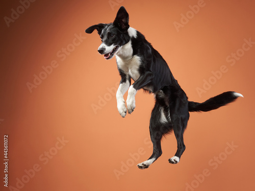 Funny active dog jumping with disk. Border Collie flying on Orange background photo