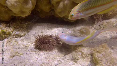 Close-up of tropical fishes of different species eating injured Burrowing Urchin or Rock-Boring Urchin (Echinometra mathaei) lie on the seabed covered with corals and algae. Slow motion photo