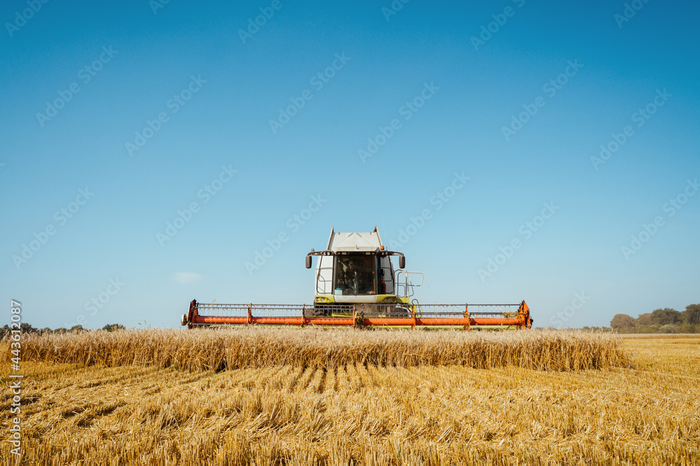 Fototapeta premium Combine harvester harvests ripe wheat. Agriculture image