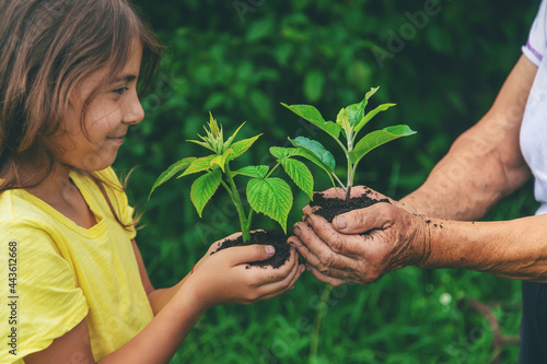 The grandmother and the child are holding a plant sprout in their hands. Selective focus. photo