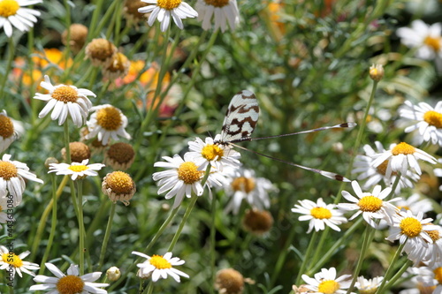 Butterfly in Turkey. Mayfly. Insects. Сhamomile. Flowers. Nature © Dmitrii