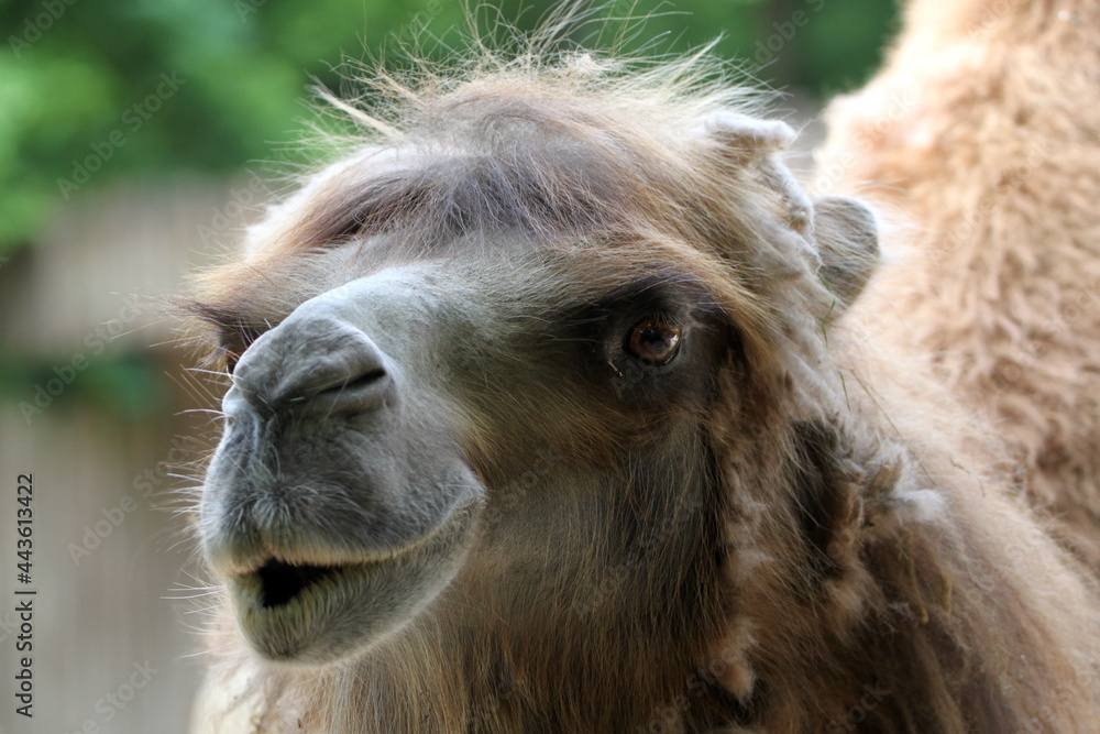 Close up of a camel. Funny camel face. 