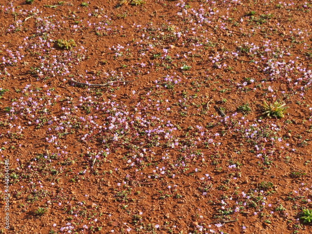 Emerging pink Everlasting flowers Emerging pink Everlasting flowers