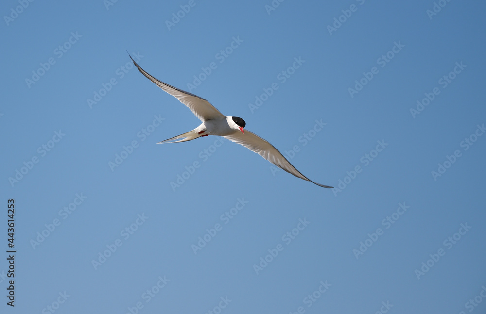 Küstenseeschwalbe im Flug Küstenseeschwalbe im Flug