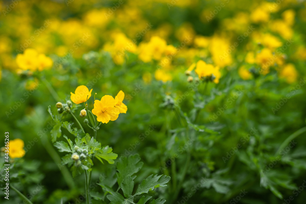 Yellow flowers blooming celandine background wallpaper Yellow flowers blooming celandine background wallpaper