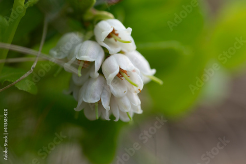 White flowers of Vaccinium vitis-idaea (lingonberry, partridgeberry, mountain cranberry or cowberry), which grows in the highlands of the Carpathians.