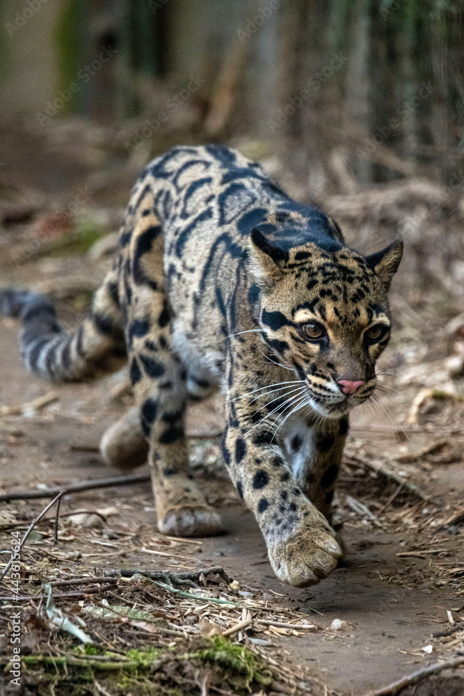 Obraz premium Leopardus pardalis