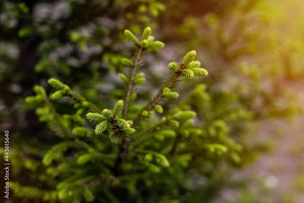 Young green branches of spruce on a sunny day
Young green branches of spruce on a sunny day