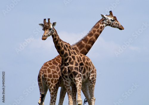 Photography giraffe in the zoo