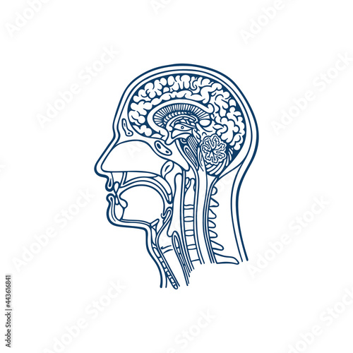 Human head anatomy hand drawn vector illustration. Man`s head brain and skull cross section outline drawing. Medical poster. Part of set.