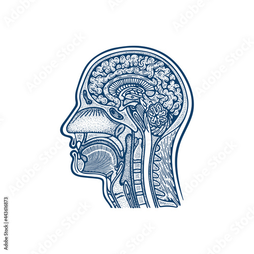 Human head anatomy hand drawn vector illustration. Man`s head brain and skull cross section vintage engraving style drawing. Medical poster. Part of set.