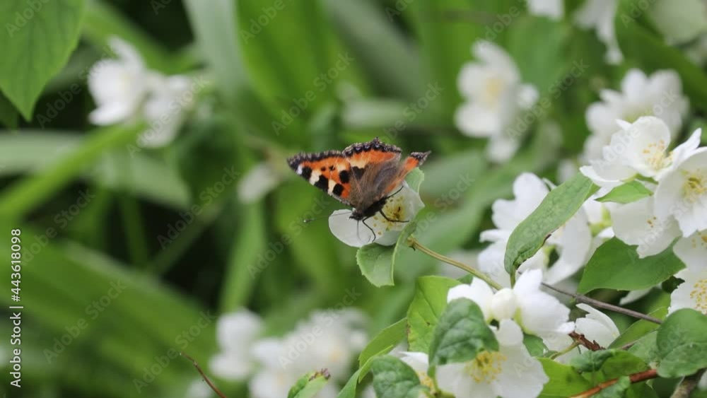 An orange painted Aglais Urticae butterfly feeding on nectar on white flowers in a garden.
Green blurred background. A warm summer day in nature. An orange painted Aglais Urticae butterfly feeding on nectar on white flowers in a garden.
Green blurred background. A warm summer day in nature.