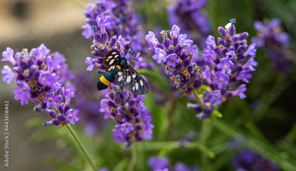 Nine spotted moth collecting on lavender outdoor Nine spotted moth collecting on lavender outdoor