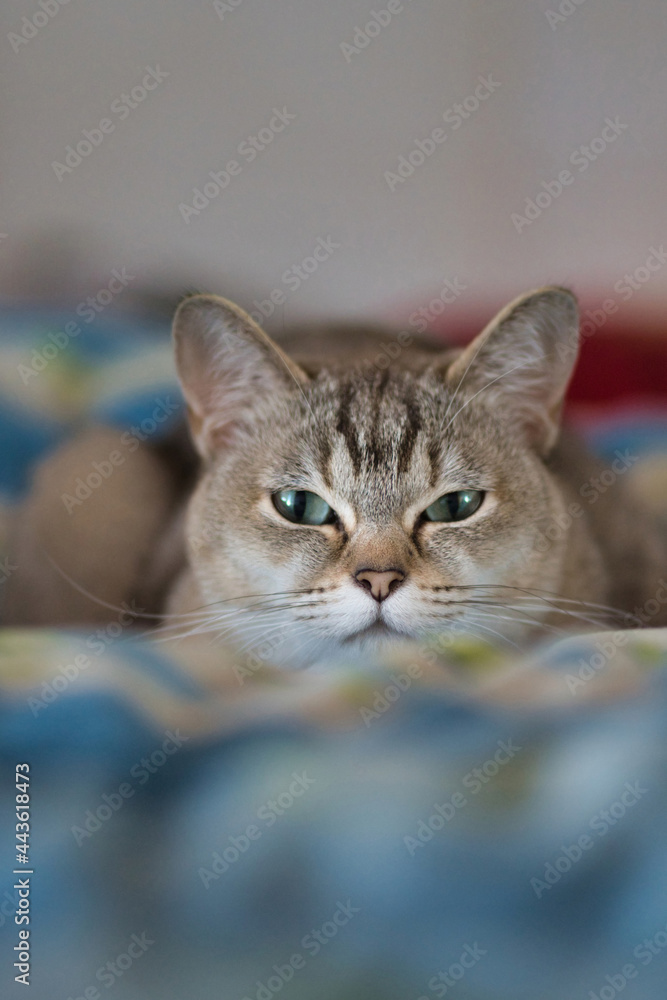 Burmilla cat portrait